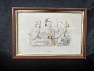 Screen printing. Serigraph of the White-crested, Red-crested, and Yellow-clothed Kakatué. With