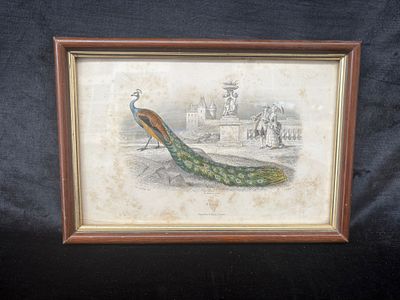Screen printing. The Peacock silkscreen with an external wooden frame and an internal gold