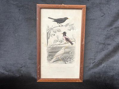Sreen Print. Screenprint title "The Blackbird, The Pink Blackbird, and The White Blackbird."