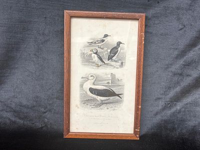 Screen Print. Serigraph title "The White and Black Procellaria, The Grebe, The Macaroso and The