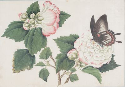 Scuola del secolo XIX - Fiori e farfalla - Scuola del secolo XIX - Fiori e farfalla cm 17x24 
