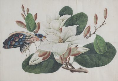 Scuola del secolo XIX - Fiore e farfalla - Scuola del secolo XIX - Fiore e farfalla cm 17x24 