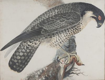 Scuola fine secolo XIX - Studio di rapace con preda - Scuola fine secolo XIX - Studio di rapace 