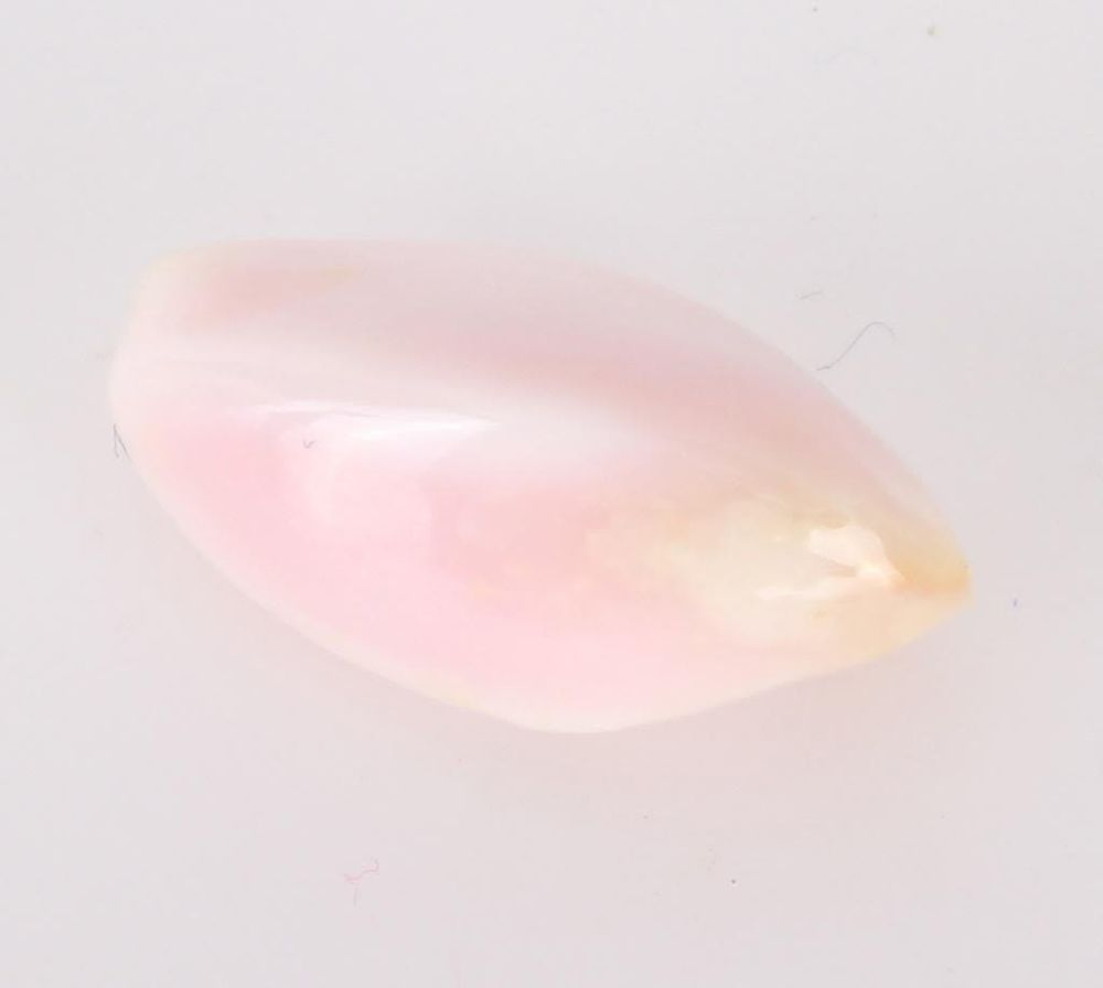 Lot 11539: NATURAL LOOSE CONCH PEARL - 2.2 CT PINK PEARL