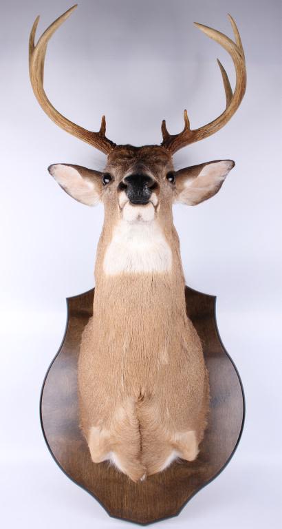 Lot 116310: MOUNTED BUCK WHITE TAILED DEER TAXIDERMY 9 POINT