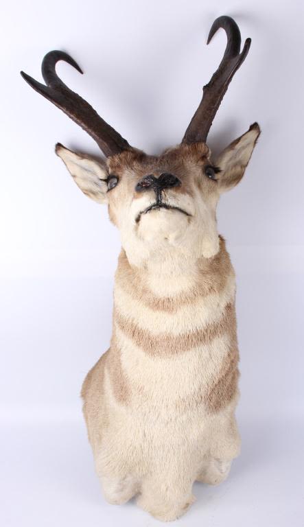 Lot 116311: NORTH AMERICAN PRONGHORN HEAD