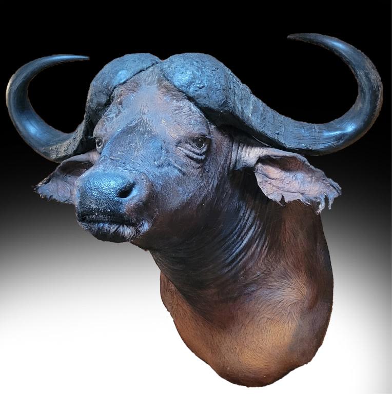Lot 116312: CAPE BUFFALO SHOULDER MOUNT AFRICAN GAME TAXIDERMY