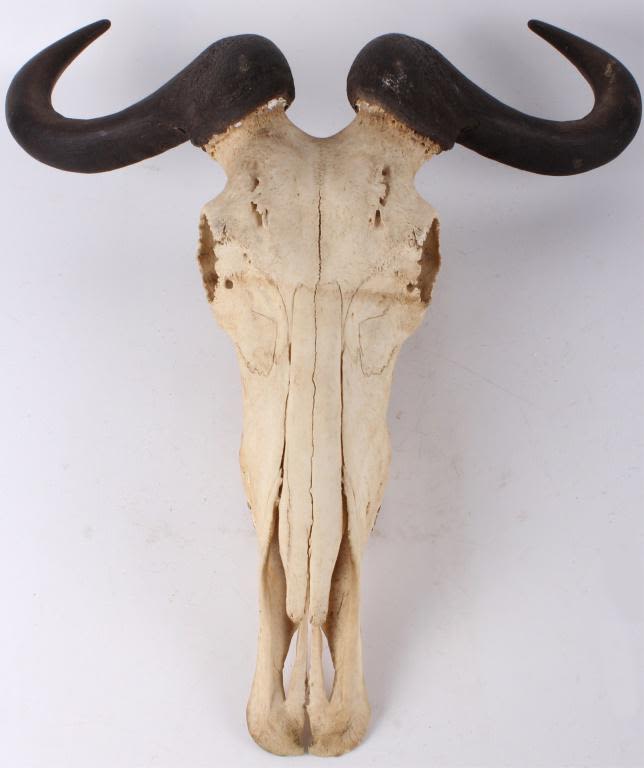 Lot 116313: SOUTH AFRICAN BLUE WILDEBEEST SKULL 20" HORNS