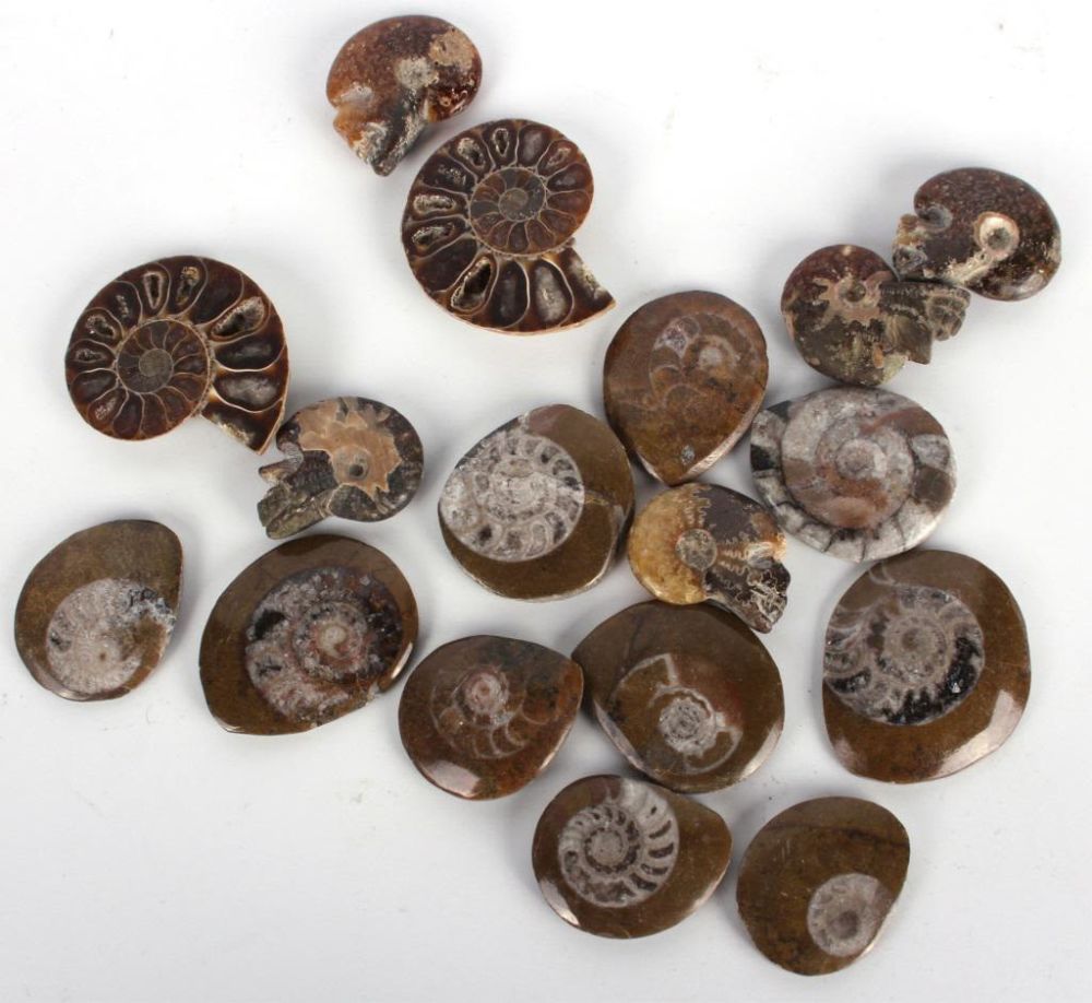 Lot 116368: COLLECTION OF 13 SMALL AMMONITE FOSSILS