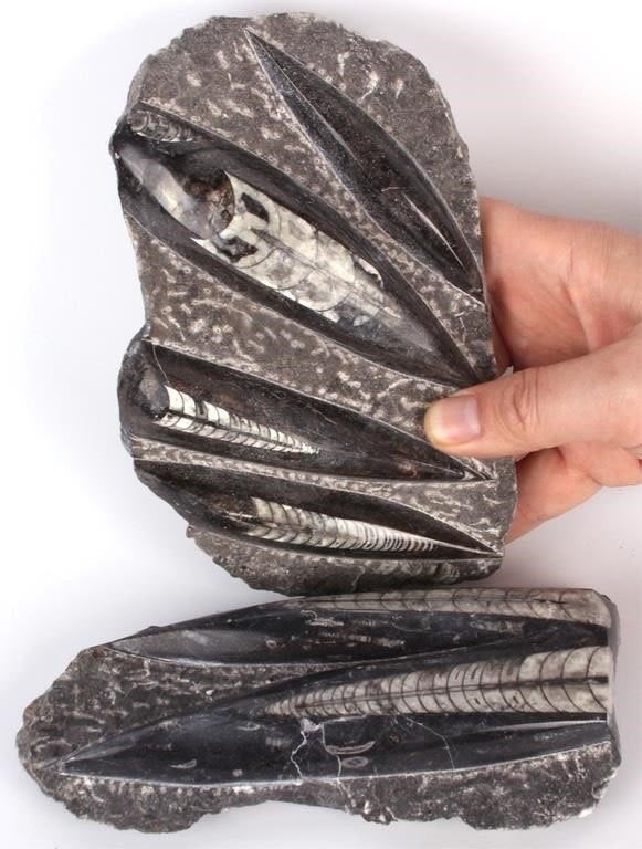 Lot 128184: NATURAL POLISHED ORTHOCERAS FOSSILS - LOT OF 2