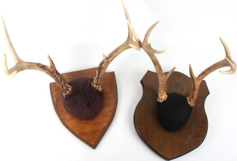Lot 150212A: MOUNTED DEER ANTLERS ON WOOD - LOT OF 2