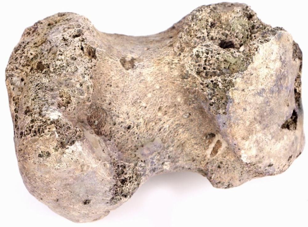 Lot 157238: MASTODON TOE BONE LATE MIOCENE PERIOD 10,000+ YR