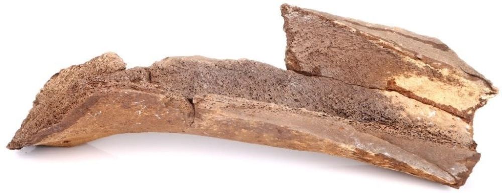 Lot 157239: MASTODON THIGH BONE LATE MIOCENE PERIOD