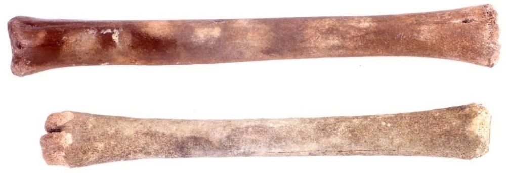 Lot 157242: FOSSILIZED DEER LEG/CANNON BONES LOT OF 2