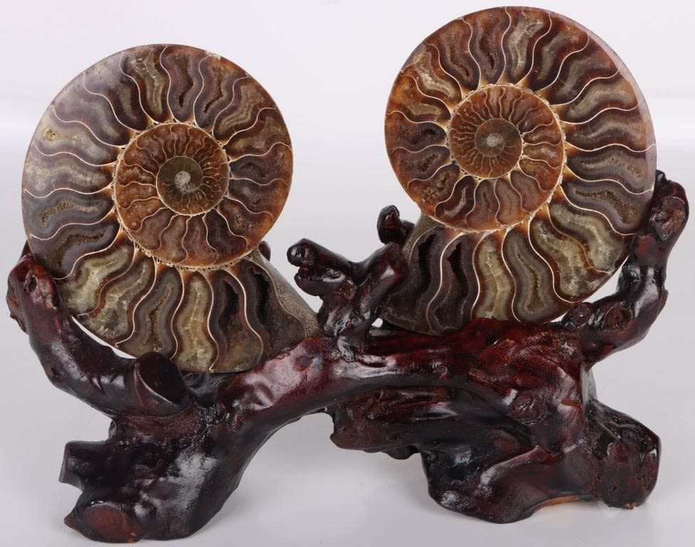 Lot 169247: MADAGASCAN GREEN AMMONITE SHELL CUSTOM MOUNTING