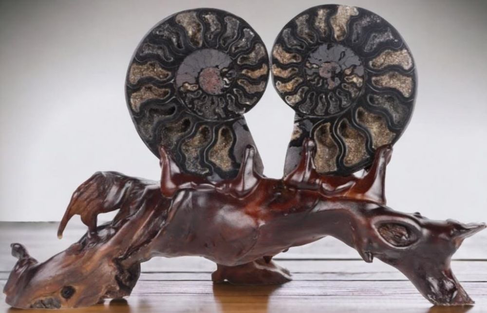 Lot 169250: CANADIAN BLACK AMMONITE SHELL WITH CUSTOM STAND