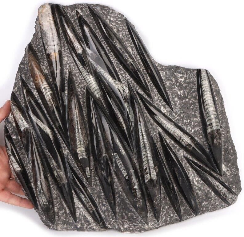 Lot 183403: 18 LB. ORTHOCERAS FOSSIL SPECIMEN 16 X 17"