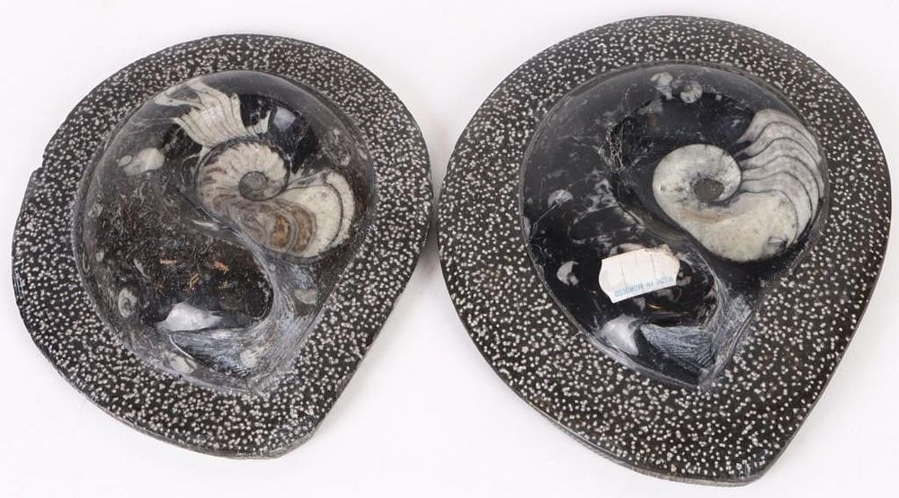Lot 188378: TWO ANCIENT 4" POLISHED GONIATITE FOSSILS