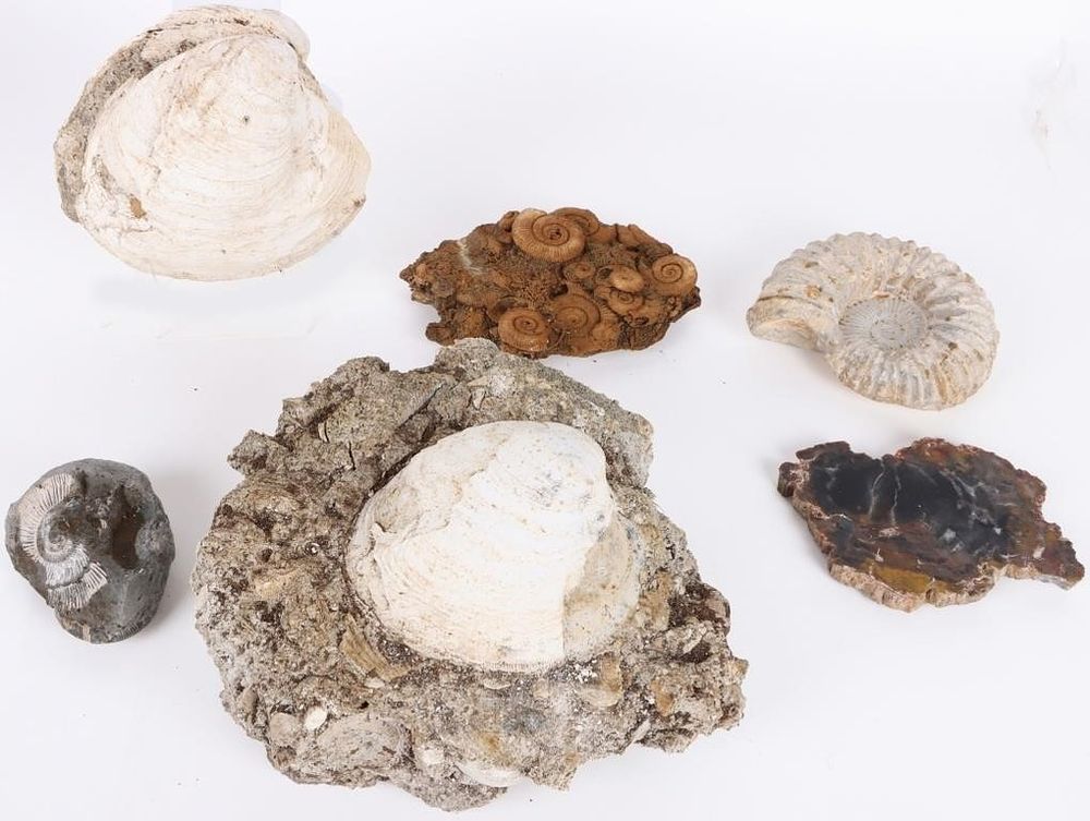 Lot 203599: COLLECTIBLE FOSSILIZED SHELLS & PETRIFIED WOOD