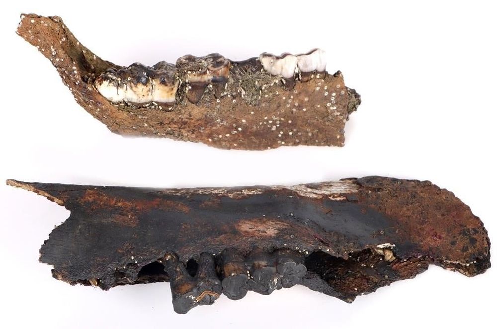 Lot 212395: FLORIDA FOSSIL PECCARY JAW BONES W/TEETH LOT OF 2
