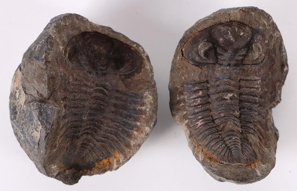 Lot 215362: TRILOBITE WHOLE FOSSIL