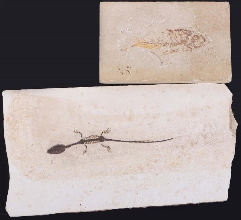 Lot 216441: LOT OF TWO FOSSILS FISH AND AQUATIC REPTILE