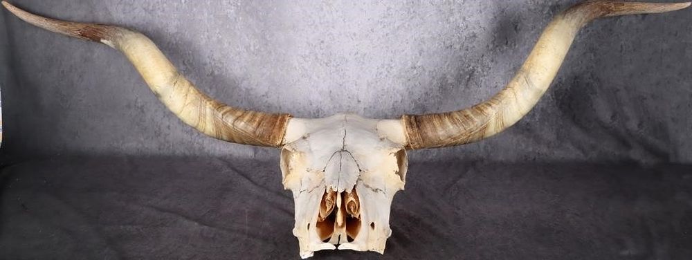 Lot 229352: GENUINE LONGHORN STEER SKULL 5 FEET WIDE HORNS