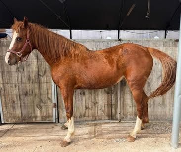 סוסה מגזע מקומי מספר שבב: 939000007652675
. גזע: מקומי 
מין: סוסה 
צבע: חום ג'ינג'י 
גיל: 12 שנים 