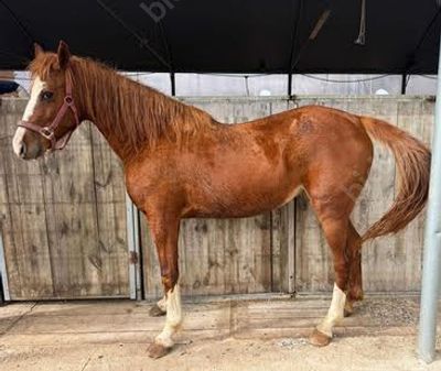 סוסה מגזע מקומי מספר שבב: 939000007652675
. גזע: מקומי 
מין: סוסה 
צבע: חום ג'ינג'י 
גיל: 12 שנים 