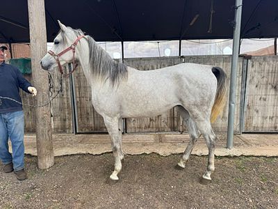 סוס מגזע ערבי מס שבב: 939000007652616. גזע: ערבי 
מין: סוס 
צבע: אפור 
גיל: 4 שנים 
חיסונים: 