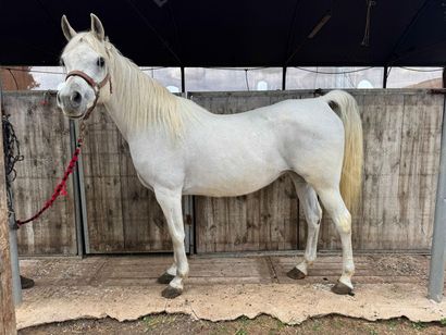 סוסה מגזע ערבי מס שבב: 939000007652612. גזע: ערבי 
מין: סוסה 
צבע: לבן 
גיל: 9 שנים 
חיסונים: 