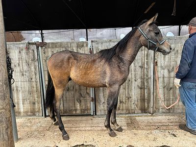 סייח מגזע ערבי מס שבב: 939000007690135. גזע: ערבי 
מין: סייח 
צבע: מפרץ כהה 
גיל: יליד 12.2024 