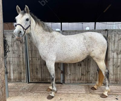 סוסה מגזע ערבי מס שבב: 939000007652596. גזע: ערבי 
מין: סוסה 
צבע: לבן/אפור 
גיל: 10 שנים 