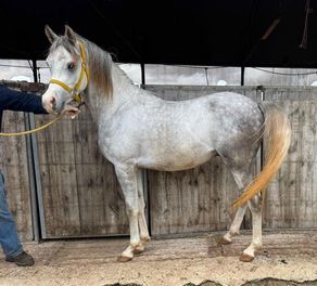 סוס מגזע ערבי מס שבב: 939000007652628. גזע: ערבי 
מין: סוס לא מסורס 
צבע: אפור 
גיל: 3 שנים 