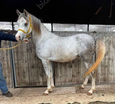 סוס מגזע ערבי מס שבב: 939000007652628. גזע: ערבי 
מין: סוס לא מסורס 
צבע: אפור 
גיל: 3 שנים 