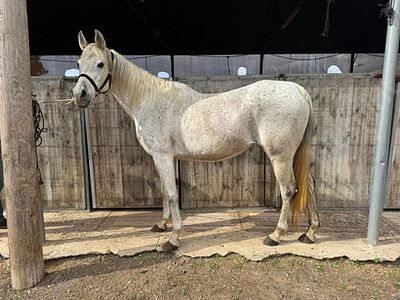 סוסה מגזע ערבי מס שבב: 999000001909547. גזע: ערבי 
מין: סוסה 
צבע: לבן/אפור 
גיל: 13 שנים 