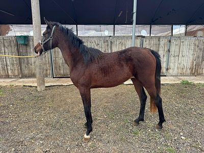 סייחה מגזע ערבי מס שבב: 939000007664975. גזע: ערבי 
מין: סייחה 
צבע: חום כהה 
גיל: שנתיים 