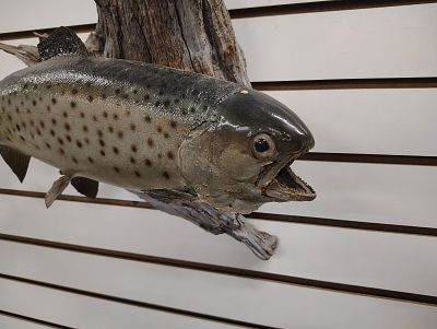 Mount. Trout fish mount Dimensions: 24 x 20 x 10 in