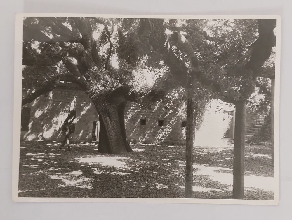 תצלום חתום - תחת עץ אלון זה, נהגו זה דורות נשיאי לבנון להשבע למלא תפקידם בנאמנות. צילום חתום 