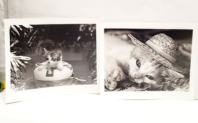 Adorable Cats Kittens 2 B&W calendar Prints. both 10 x 12"