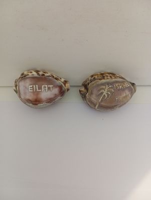 2 צדפים אמנותיים עם צילומים וכיתובים:EILAT (עם חריטה של מפרץ אילת) ו- ISRAEL (חריטה של עץ דקל 