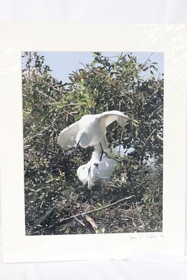 A Signed Bird Photograph. 14" x 11" - unframed