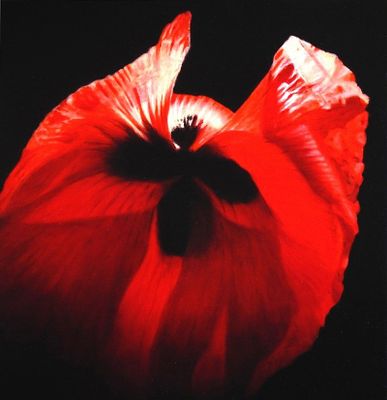 Carlo Ferrari, 'Studio in rosso scarlet 2', 2021 - Carlo Ferrari 'Studio in rosso scarlet 2' Olio 