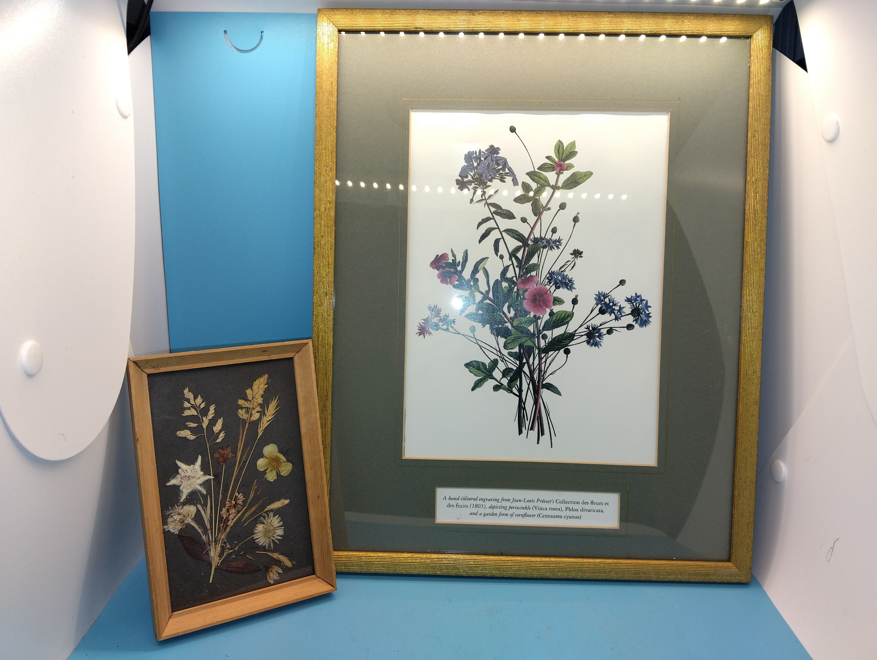 VERY NICE FRAMED AND GLAZED COLOURED FLORAL ENGRAVING AND A FRAMED DRIED FLOWER SMALL PICTURE