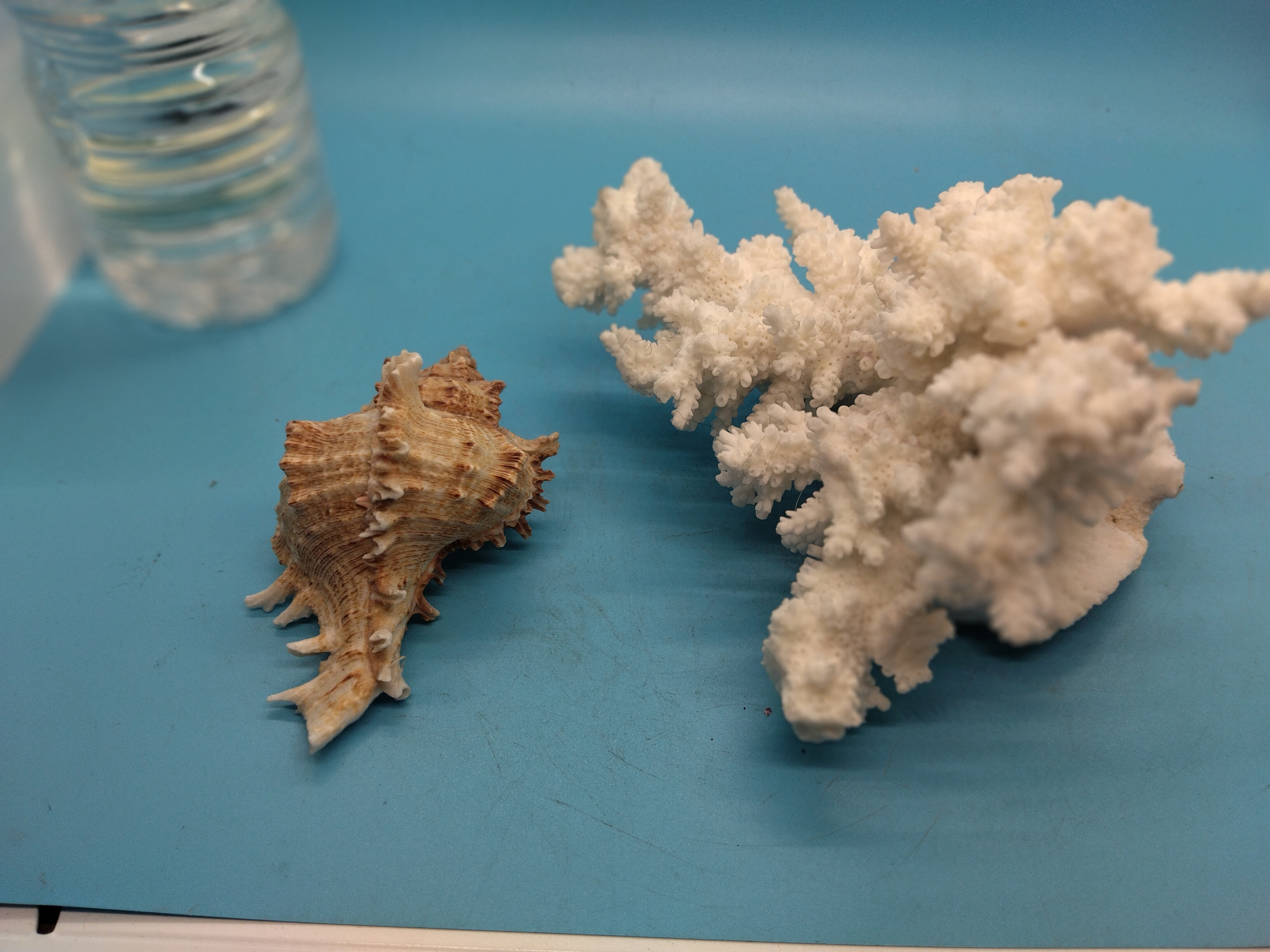 NICE PIECE OF CORAL AND BEACH SHELL