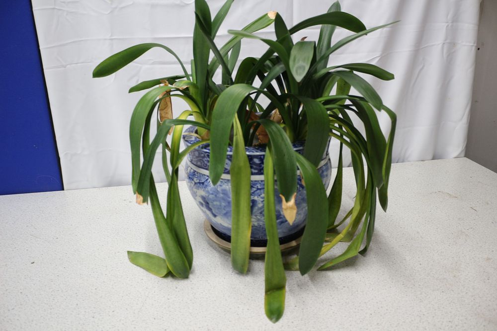 Lot 257: A Green Potted Plant in Blue and White Ceramic Pot