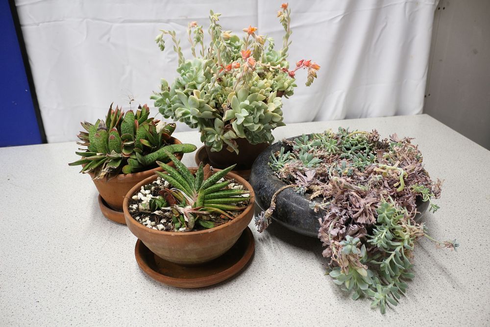 Lot 344: Four Potted Succulent Arrangements