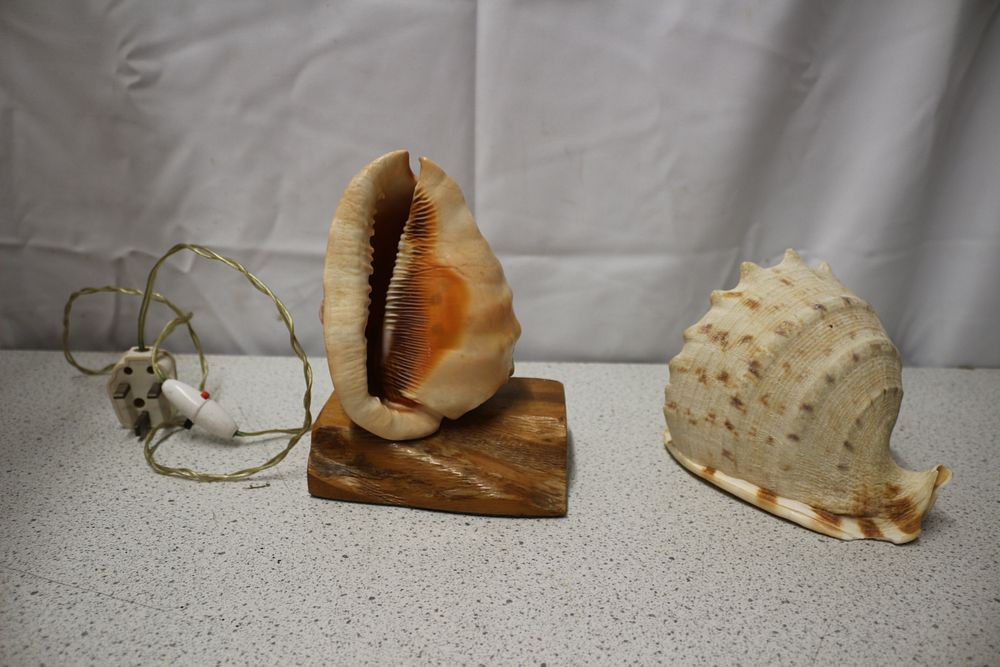 Lot 262: A Pair of Conch Shells, One a Lamp