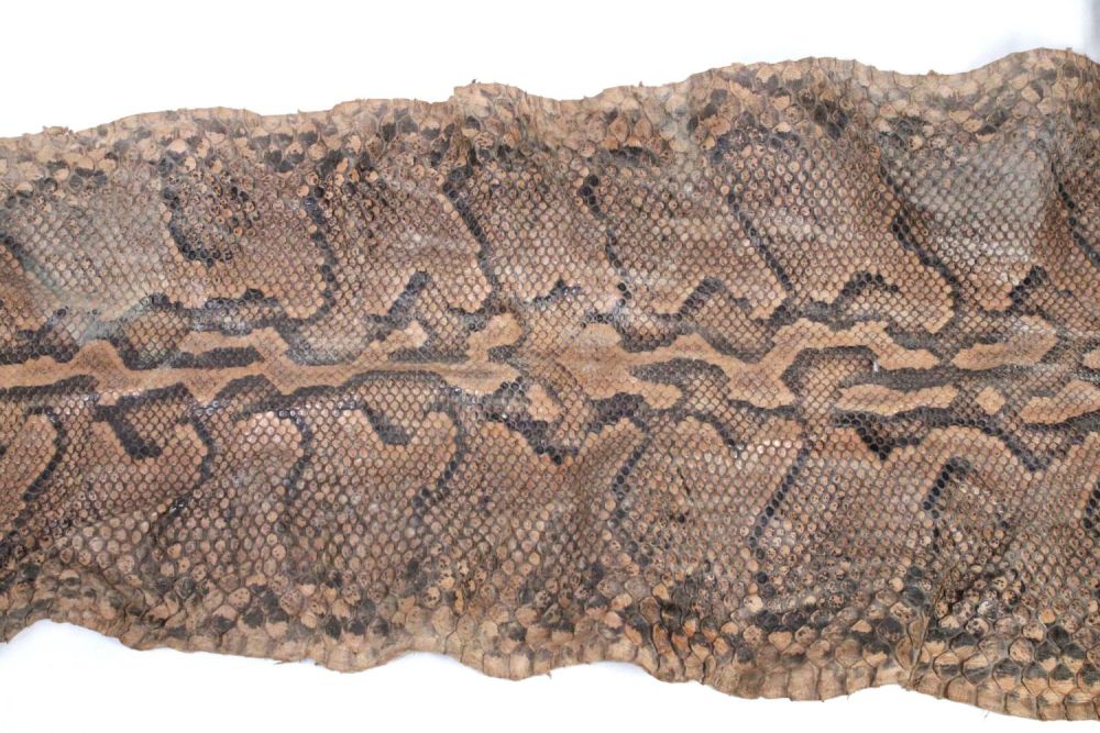 Lot 433: An African Rock Python Snake Skin from Circa...