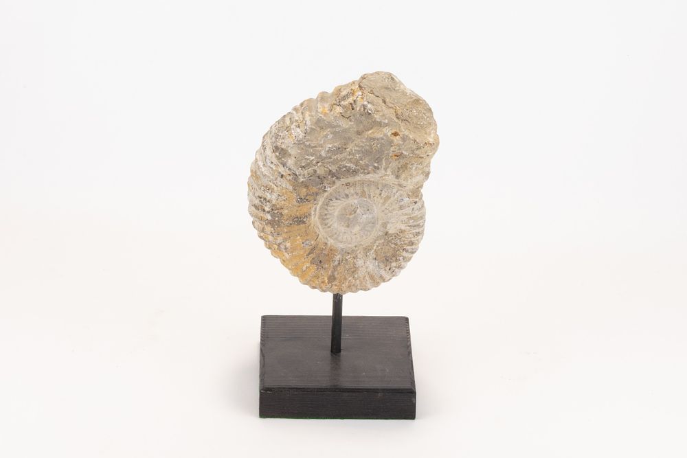 Lot 300: A Moroccan Ammonite Fossil on Stand.